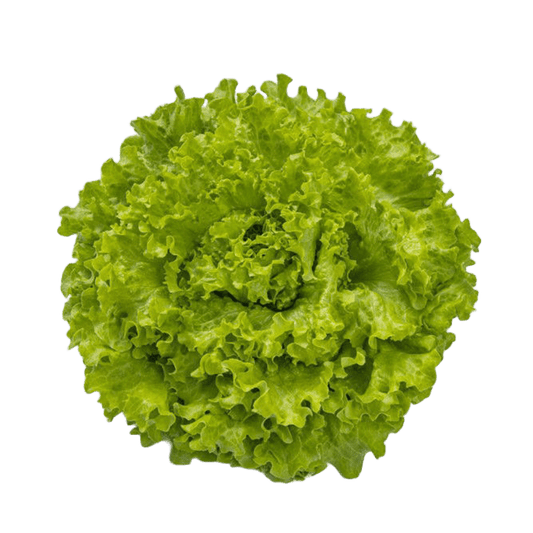 Batavia Lettuce Oceanis