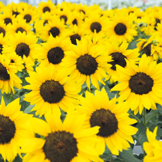 Helianthus Bert