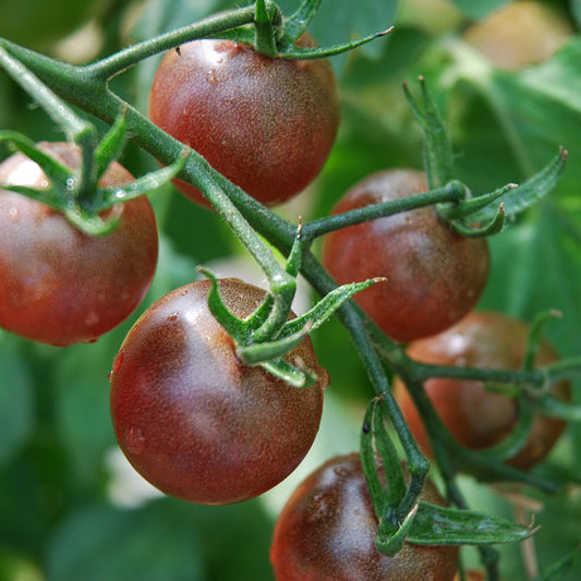 Black Cherry