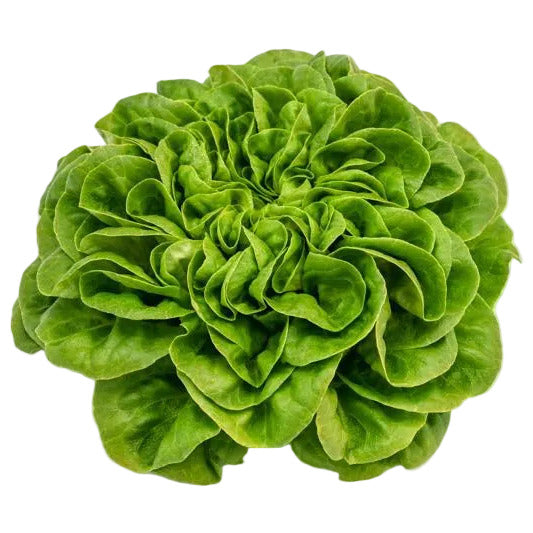 Canagio Head Lettuce