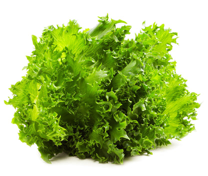 Crisp lettuce Danstar