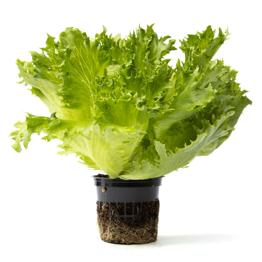 Crisp lettuce Danstar