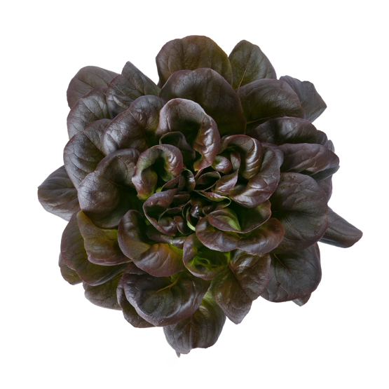 Butterhead Salanova DaVinci RZ Knox ™