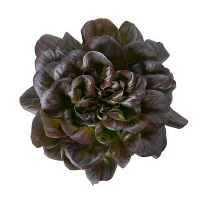Butterhead Salanova DaVinci RZ Knox ™
