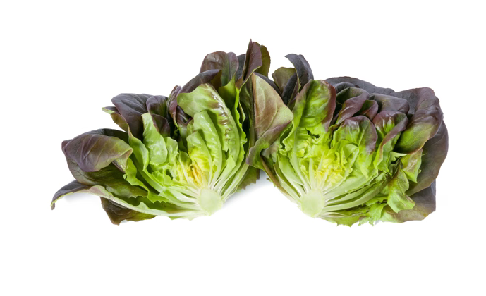 Butterhead Salanova DaVinci RZ Knox ™