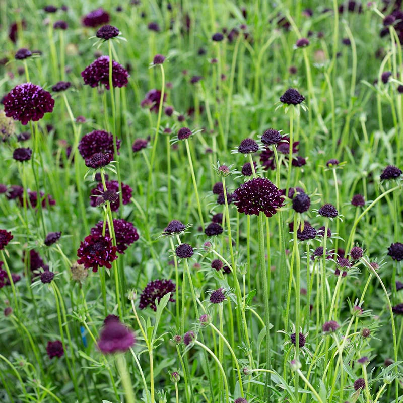 Scabiosa Deep Purple