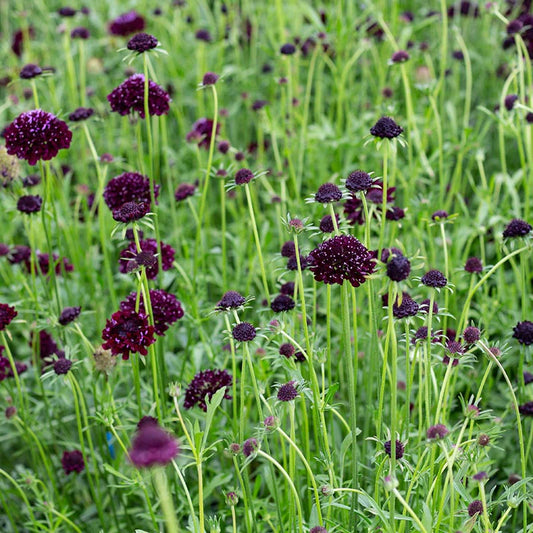 Scabiosa Deep Purple