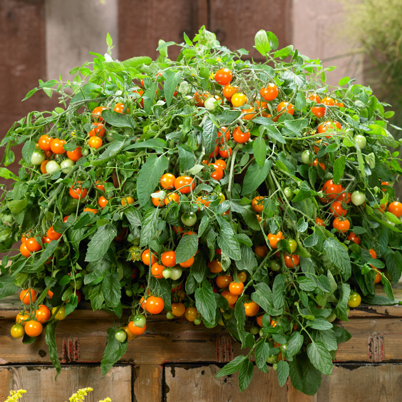 Tomato Donna F1