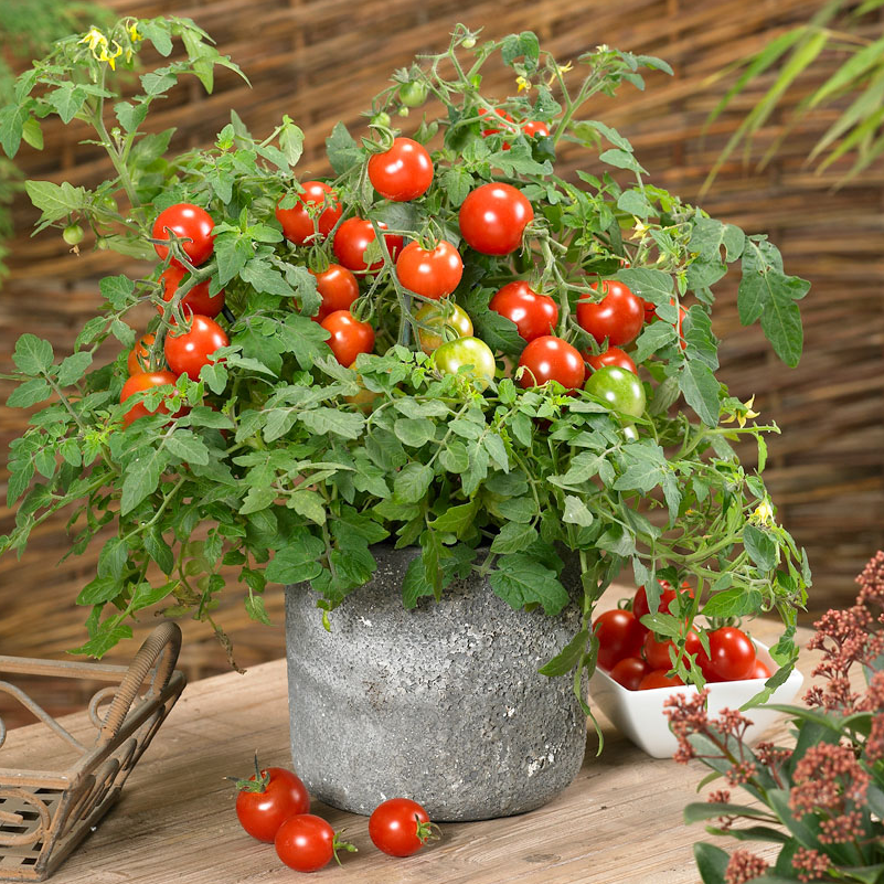 Tomato Donna F1