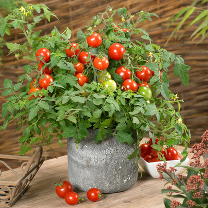 Tomato Donna F1