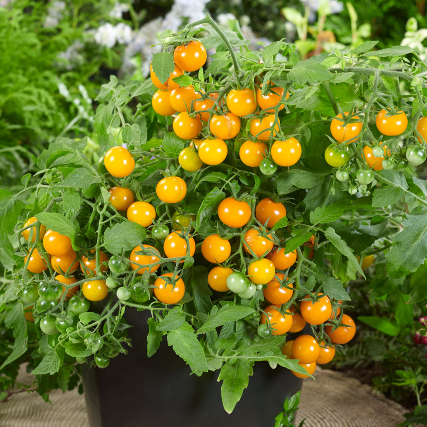 Tomato Donna F1