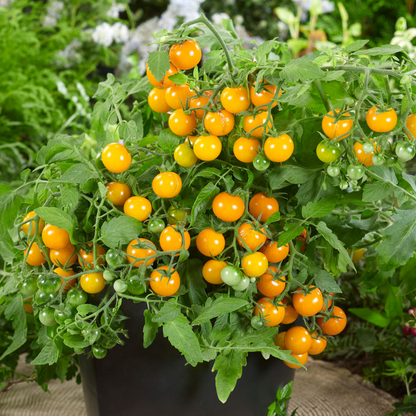 Tomato Donna F1