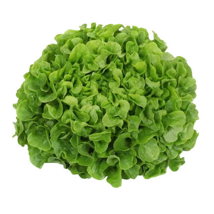 Leaf lettuce Kiribati RZ