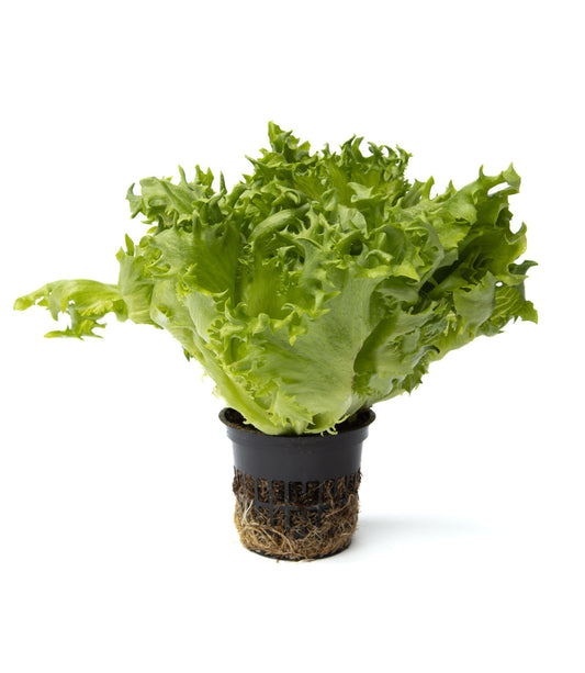 Crisp Lettuce Finstar