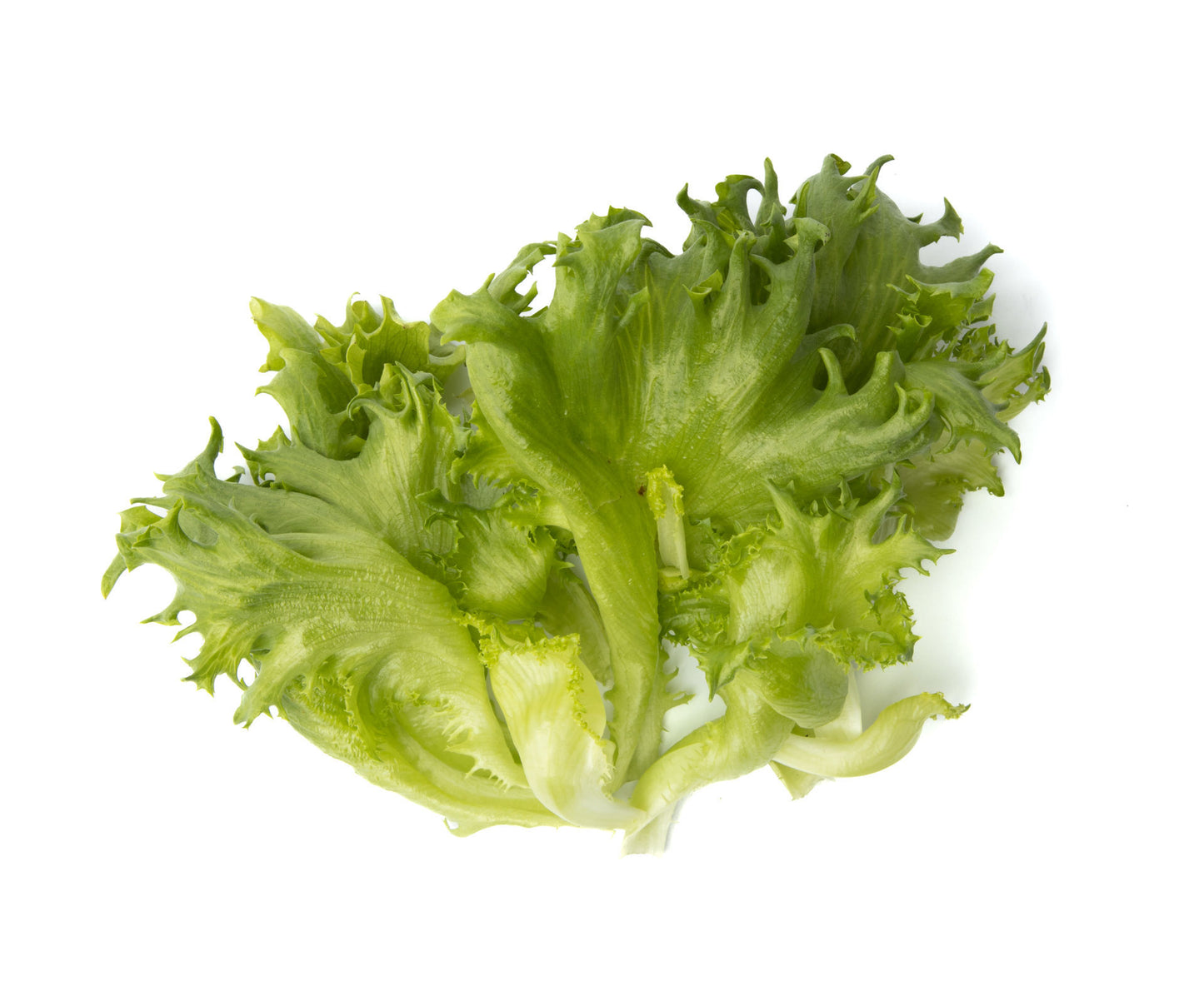 Crisp Lettuce Finstar