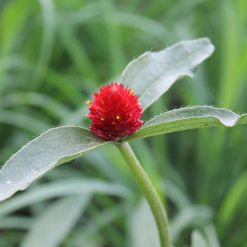 Gomphrena QIS Red
