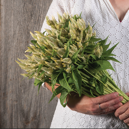 Celosia Celway White