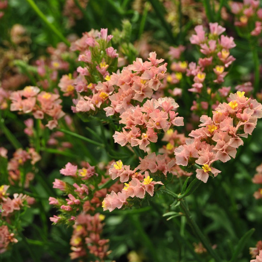 Limonium Apricot Beauty