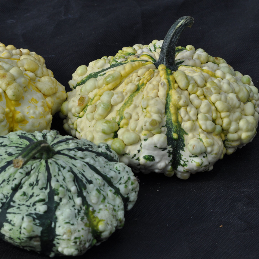 Scallop Squash Strié Mix