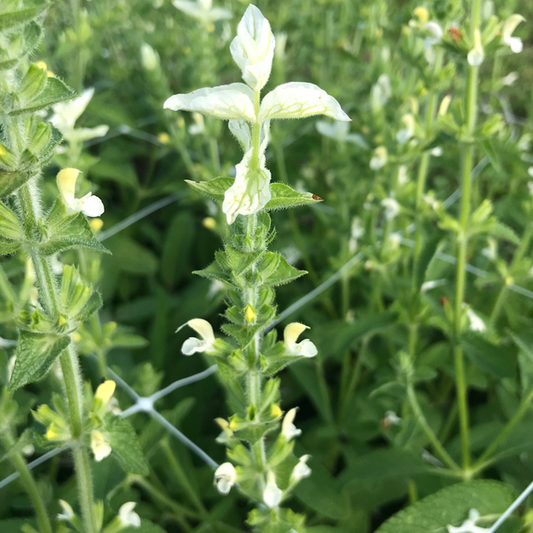 Salvia White Mist