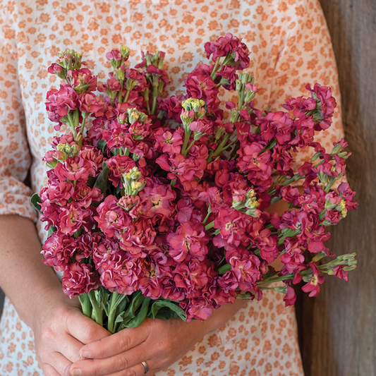 Matthiola Vintage Brown