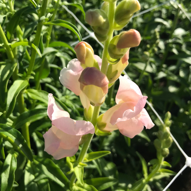 Snapdragon Costa Silver