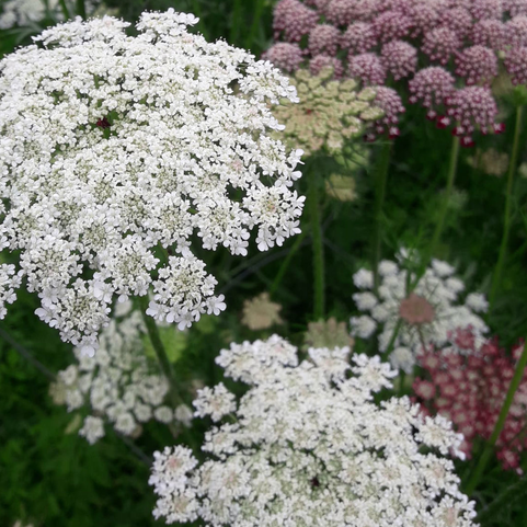 Daucus QIS Dara