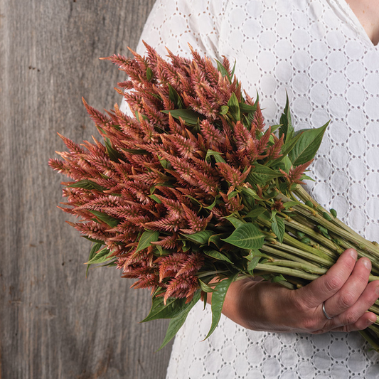 Celosia Celway Terracotta