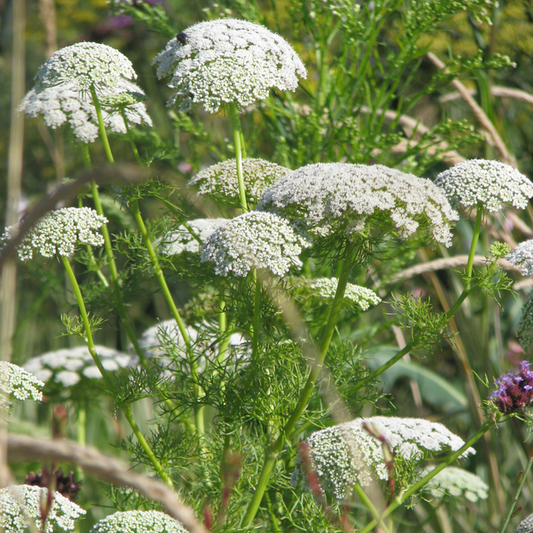 Ammi Green Mist
