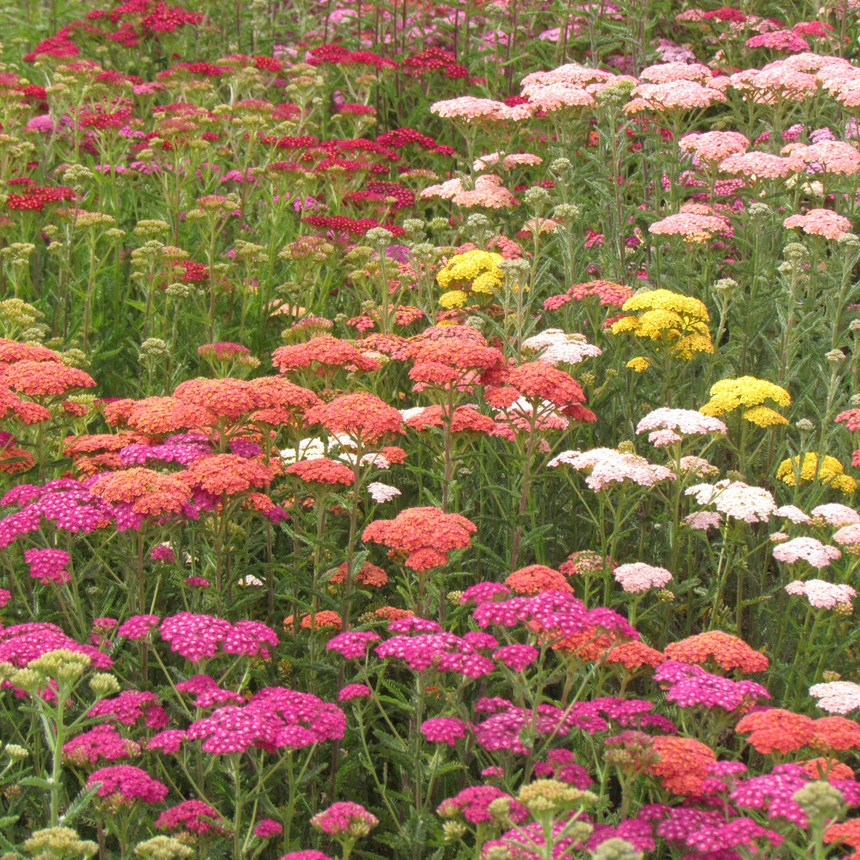 Achillea Summer Pastels