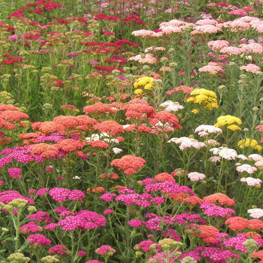 Achillea Summer Pastels