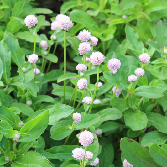 Gomphrena QIS Pink