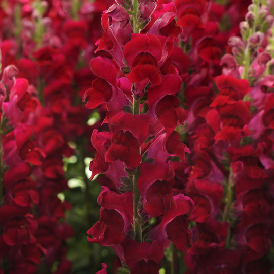 Antirrhinum Potomac Crimson