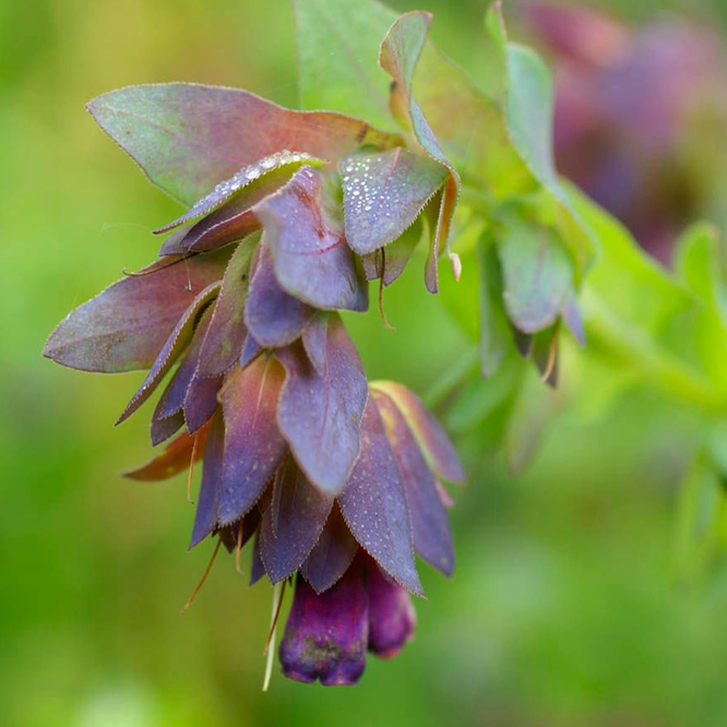 Cerinthe QIS Honey Blue