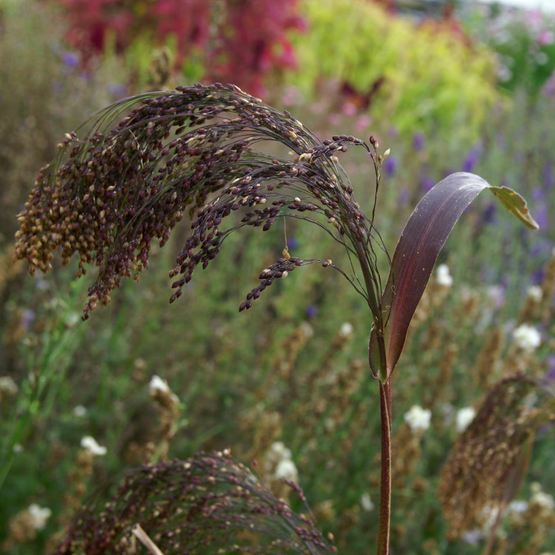 Panicum violaceum