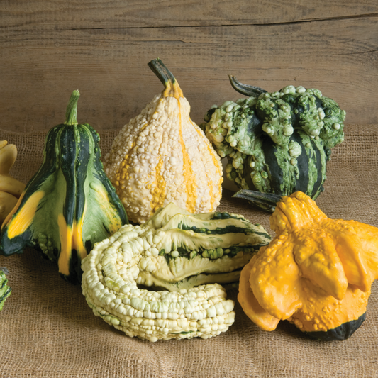 Gremlins Gourd