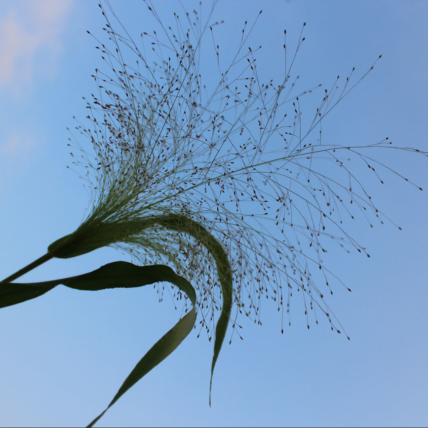 Panicum QIS Sprinkles