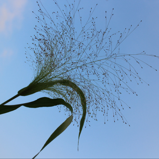 Panicum QIS Sprinkles