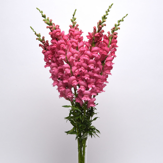 Snapdragon Potomac Pink Improved