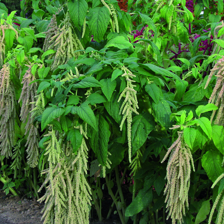 Slender amaranth