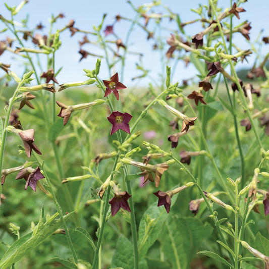 Nicotiana Bronze Queen