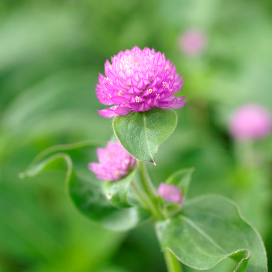 Gomphrena QIS Lilac