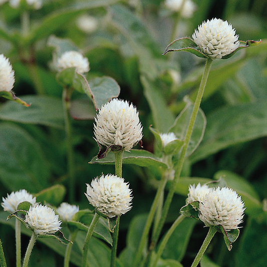 Gomphrena QIS White