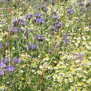 Semenco Flower Mixture