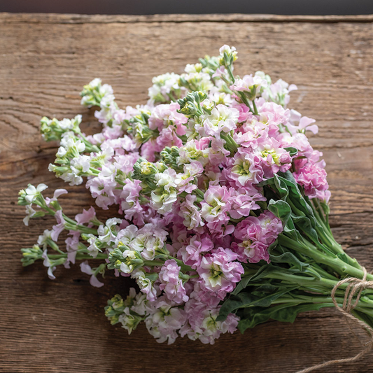 Matthiola Antique Pink