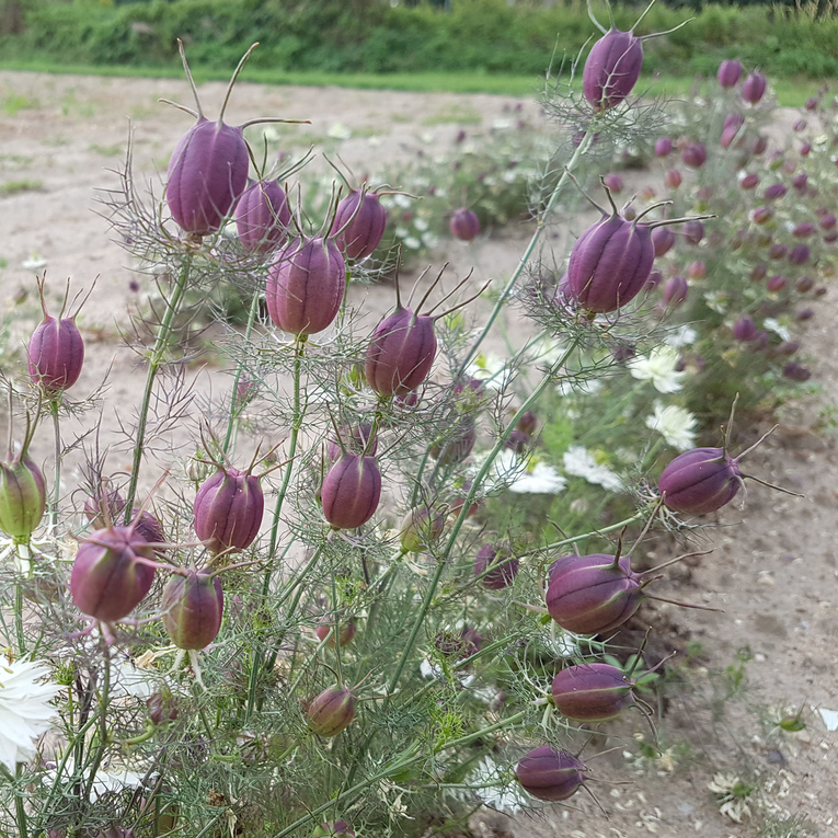 Black Cumin Pod