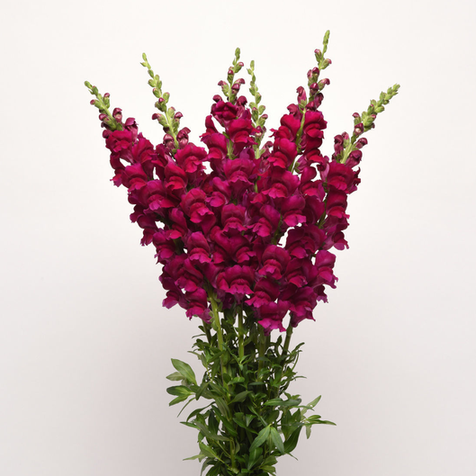 Antirrhinum Potomac Royal Improved