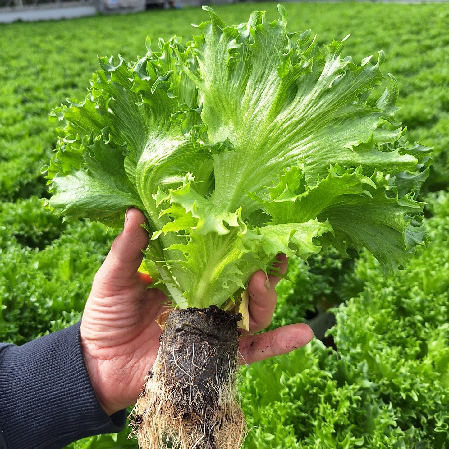 Crisp lettuce Fjordstar