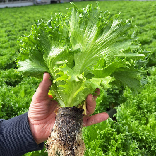 Crisp lettuce Fjordstar