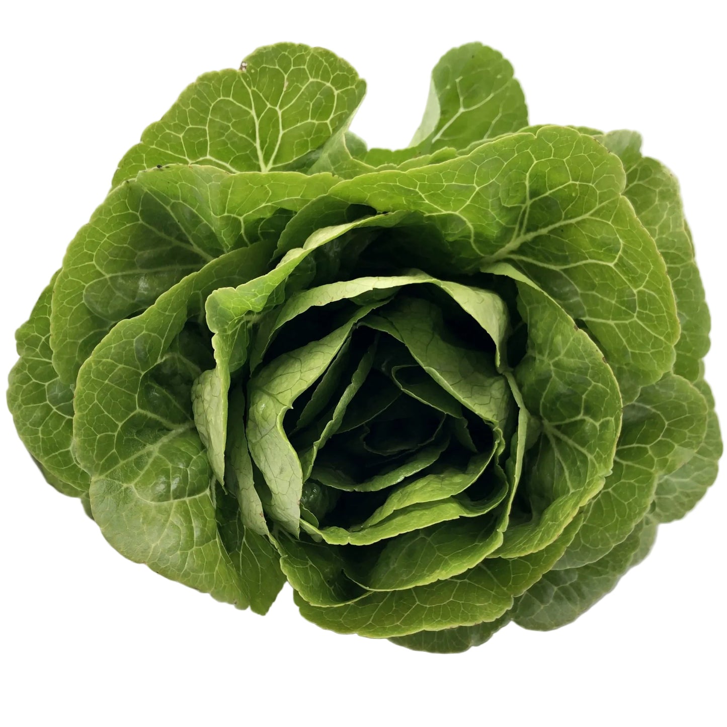 Romaine lettuce Flamingo